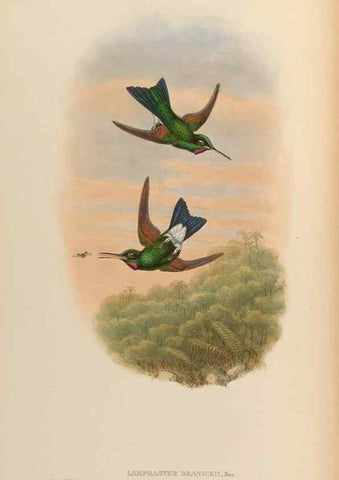 Reproducción/Reproduction 48630098701: A monograph of the Trochilidae, or family of humming-birds.. London :Henry Sothern & Co.,1887 [i.e. 1880-1887]. 