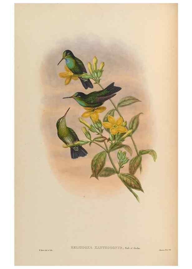 Reproducción/Reproduction 48629744873: A monograph of the Trochilidae, or family of humming-birds.. London :Henry Sothern & Co.,1887 [i.e. 1880-1887]. 