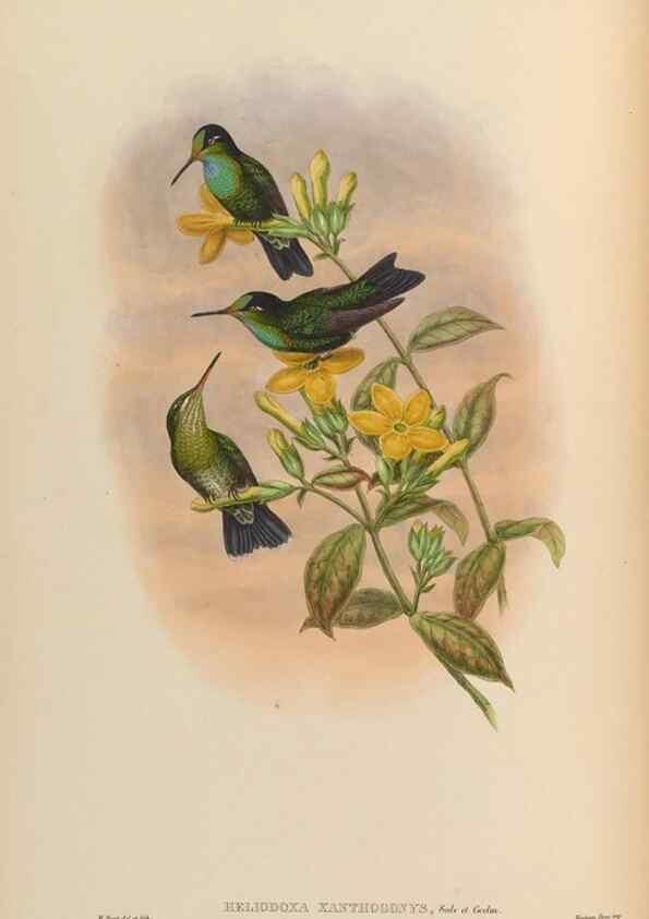 Reproducción/Reproduction 48629744873: A monograph of the Trochilidae, or family of humming-birds.. London :Henry Sothern & Co.,1887 [i.e. 1880-1887]. 