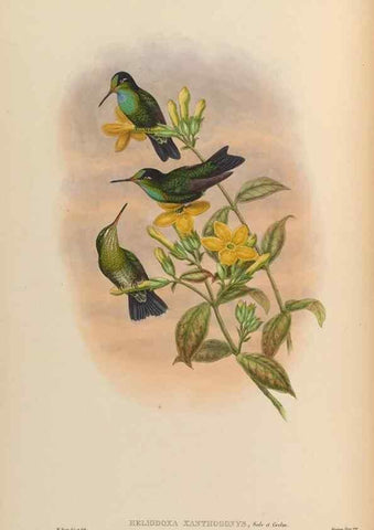 Reproducción/Reproduction 48629744873: A monograph of the Trochilidae, or family of humming-birds.. London :Henry Sothern & Co.,1887 [i.e. 1880-1887]. 