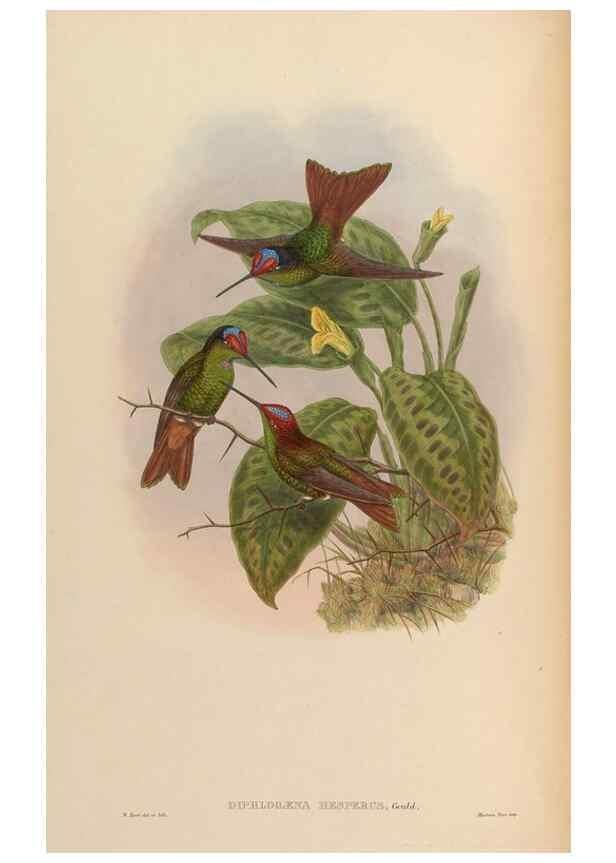 Reproducción/Reproduction 48629745243: A monograph of the Trochilidae, or family of humming-birds.. London :Henry Sothern & Co.,1887 [i.e. 1880-1887]. 