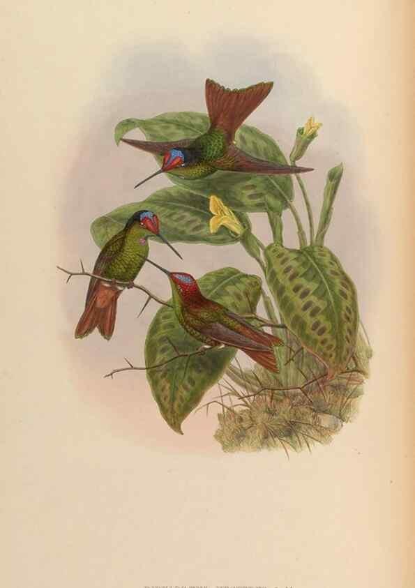Reproducción/Reproduction 48629745243: A monograph of the Trochilidae, or family of humming-birds.. London :Henry Sothern & Co.,1887 [i.e. 1880-1887]. 