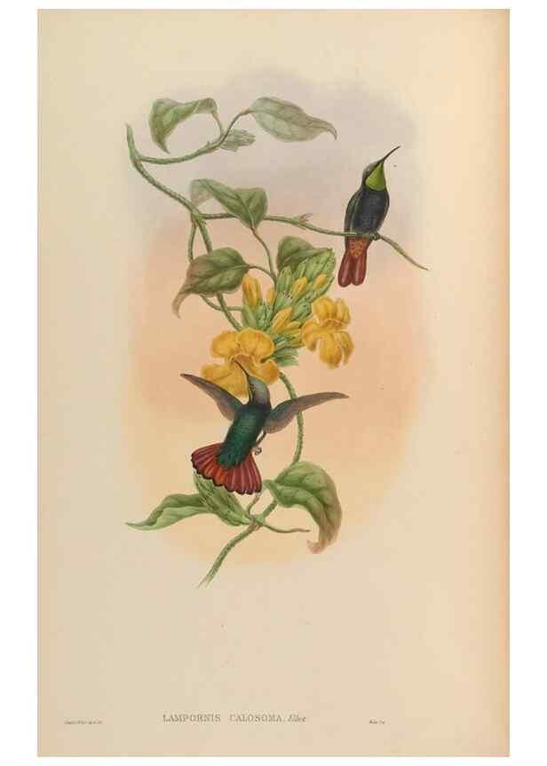 Reproducción/Reproduction 48629742343: A monograph of the Trochilidae, or family of humming-birds.. London :Henry Sothern & Co.,1887 [i.e. 1880-1887]. 