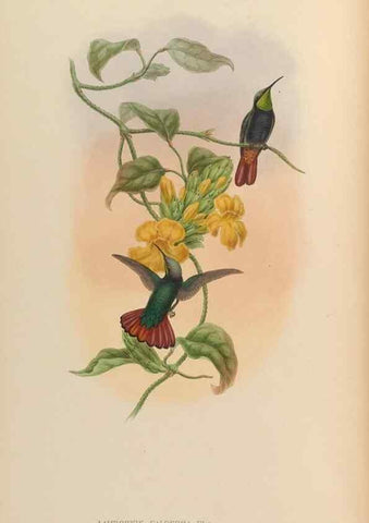 Reproducción/Reproduction 48629742343: A monograph of the Trochilidae, or family of humming-birds.. London :Henry Sothern & Co.,1887 [i.e. 1880-1887]. 