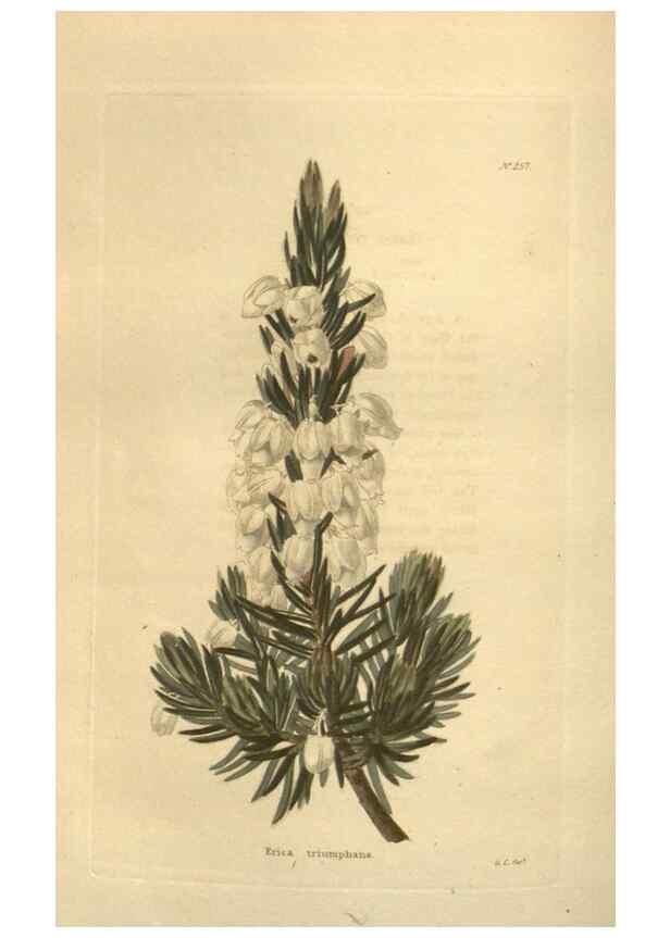 Reproducción/Reproduction 48624077216: The botanical cabinet. London :John & Arthur Arch ...,1817-1833.. 