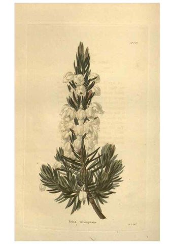 Reproducción/Reproduction 48624077216: The botanical cabinet. London :John & Arthur Arch ...,1817-1833.. 