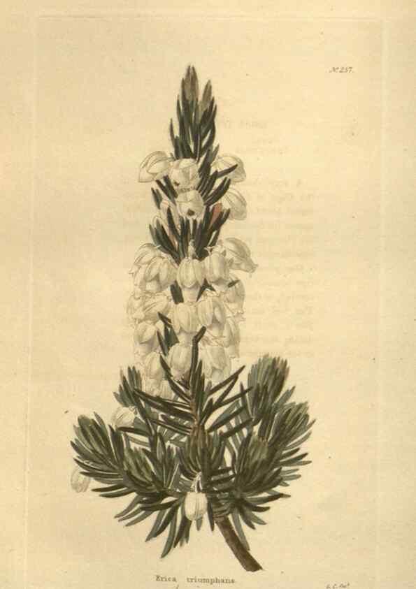 Reproducción/Reproduction 48624077216: The botanical cabinet. London :John & Arthur Arch ...,1817-1833.. 