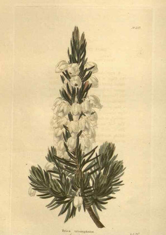 Reproducción/Reproduction 48624077216: The botanical cabinet. London :John & Arthur Arch ...,1817-1833.. 