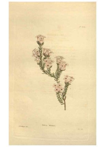 Reproducción/Reproduction 48623725683: The botanical cabinet. London :John & Arthur Arch ...,1817-1833.. 