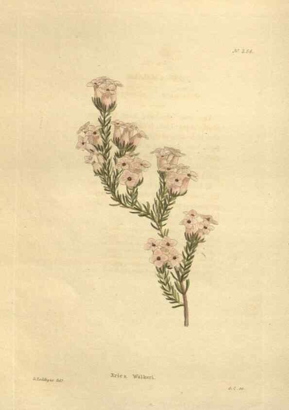 Reproducción/Reproduction 48623725683: The botanical cabinet. London :John & Arthur Arch ...,1817-1833.. 