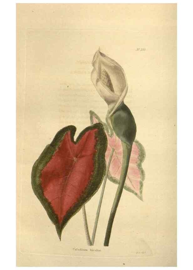 Reproducción/Reproduction 48624222902: The botanical cabinet. London :John & Arthur Arch ...,1817-1833.. 