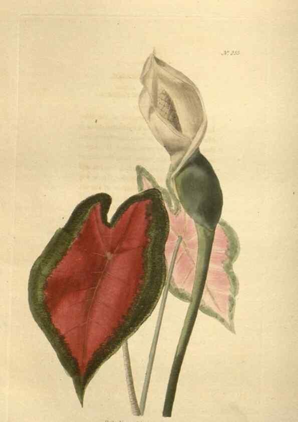Reproducción/Reproduction 48624222902: The botanical cabinet. London :John & Arthur Arch ...,1817-1833.. 