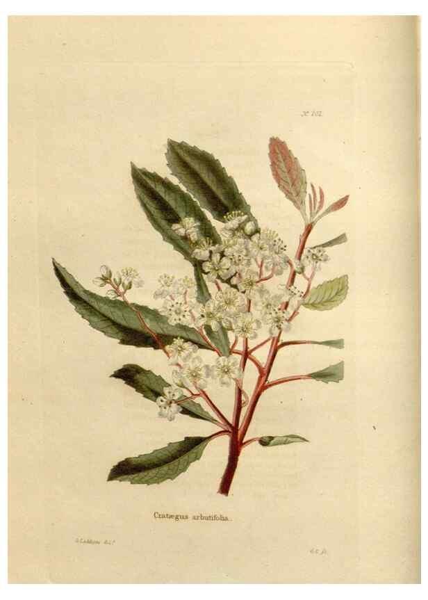 Reproducción/Reproduction 48624055606: The botanical cabinet. London :John & Arthur Arch ...,1817-1833.. 