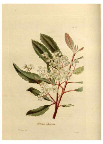 Reproducción/Reproduction 48624055606: The botanical cabinet. London :John & Arthur Arch ...,1817-1833.. 
