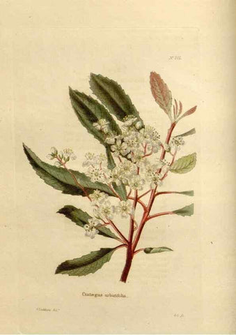 Reproducción/Reproduction 48624055606: The botanical cabinet. London :John & Arthur Arch ...,1817-1833.. 