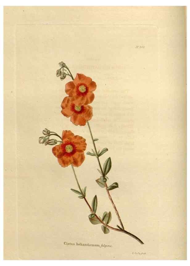 Reproducción/Reproduction 48624056126: The botanical cabinet. London :John & Arthur Arch ...,1817-1833.. 