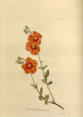 Reproducción/Reproduction 48624056126: The botanical cabinet. London :John & Arthur Arch ...,1817-1833.. 
