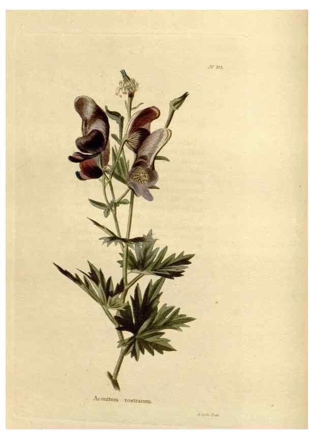 Reproducción/Reproduction 48624203162: The botanical cabinet. London :John & Arthur Arch ...,1817-1833.. 
