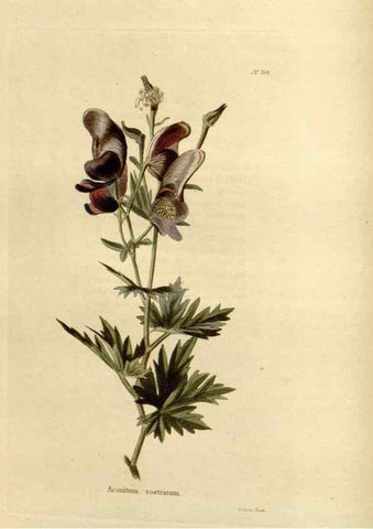 Reproducción/Reproduction 48624203162: The botanical cabinet. London :John & Arthur Arch ...,1817-1833.. 