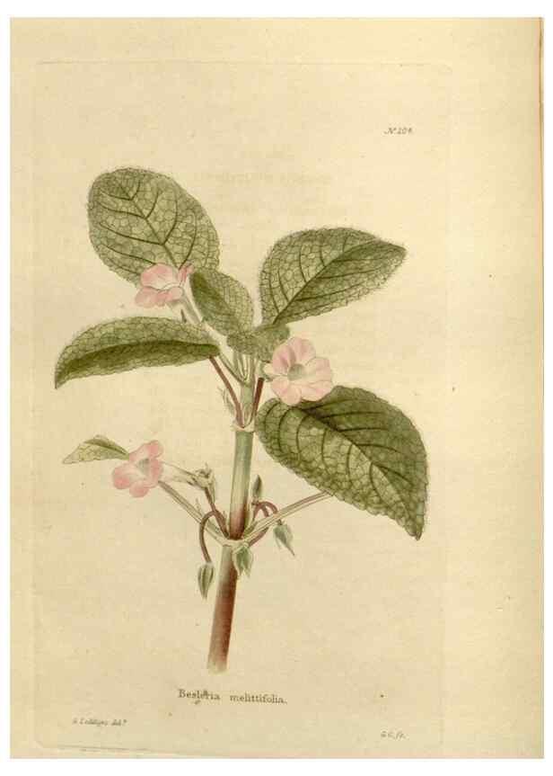 Reproducción/Reproduction 48624203587: The botanical cabinet. London :John & Arthur Arch ...,1817-1833.. 