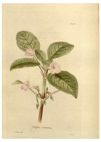 Reproducción/Reproduction 48624203587: The botanical cabinet. London :John & Arthur Arch ...,1817-1833.. 