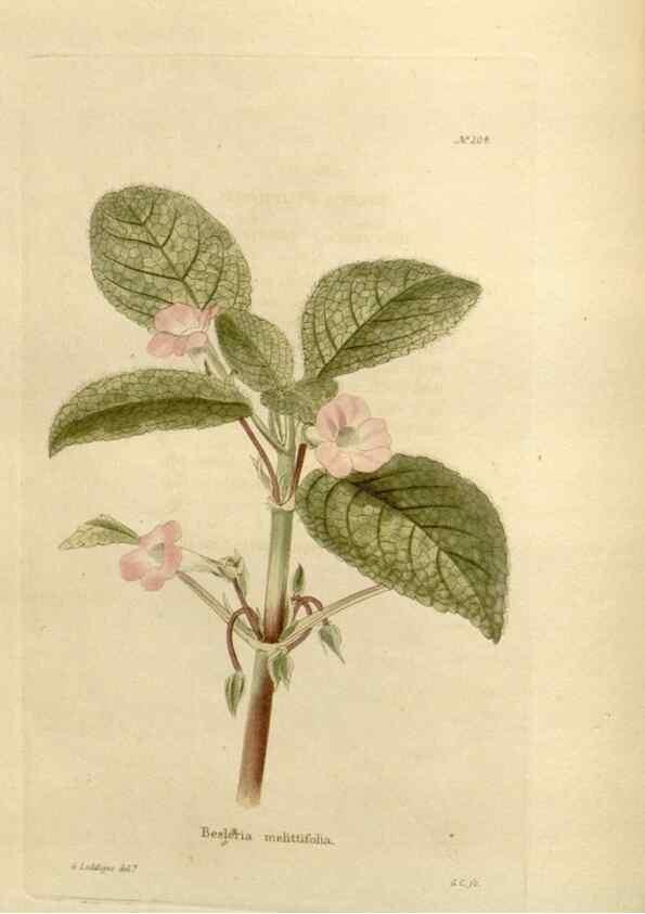 Reproducción/Reproduction 48624203587: The botanical cabinet. London :John & Arthur Arch ...,1817-1833.. 