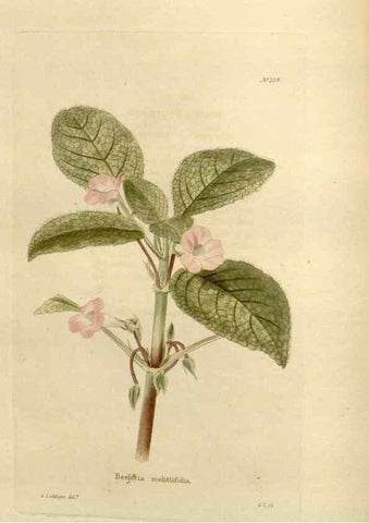 Reproducción/Reproduction 48624203587: The botanical cabinet. London :John & Arthur Arch ...,1817-1833.. 