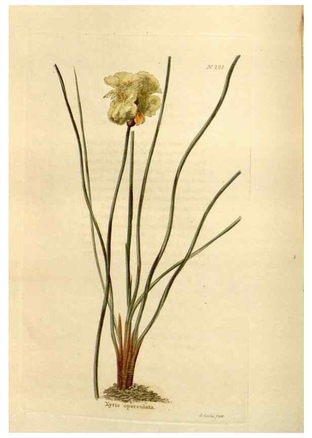 Reproducción/Reproduction 48623705743: The botanical cabinet. London :John & Arthur Arch ...,1817-1833.. 
