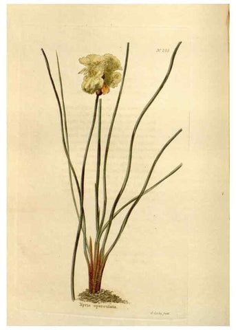 Reproducción/Reproduction 48623705743: The botanical cabinet. London :John & Arthur Arch ...,1817-1833.. 