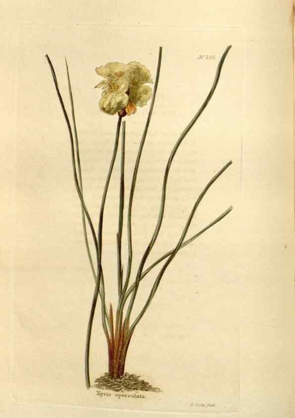 Reproducción/Reproduction 48623705743: The botanical cabinet. London :John & Arthur Arch ...,1817-1833.. 