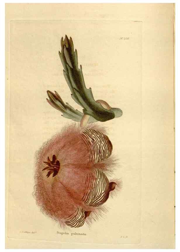 Reproducción/Reproduction 48624204427: The botanical cabinet. London :John & Arthur Arch ...,1817-1833.. 