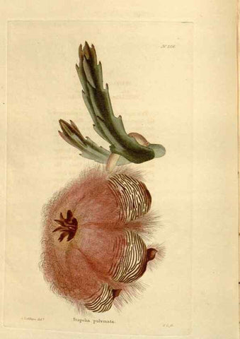 Reproducción/Reproduction 48624204427: The botanical cabinet. London :John & Arthur Arch ...,1817-1833.. 