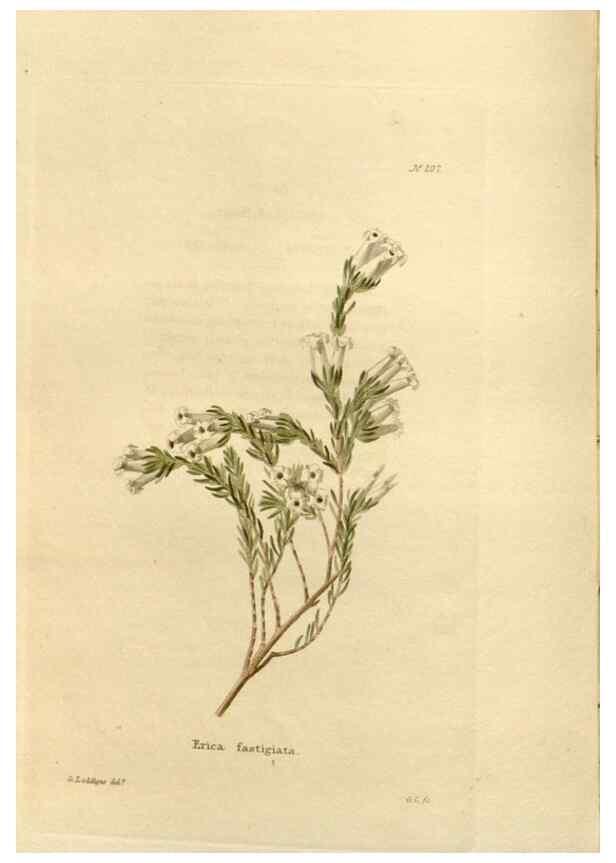 Reproducción/Reproduction 48623706628: The botanical cabinet. London :John & Arthur Arch ...,1817-1833.. 