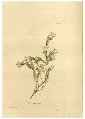 Reproducción/Reproduction 48623706628: The botanical cabinet. London :John & Arthur Arch ...,1817-1833.. 