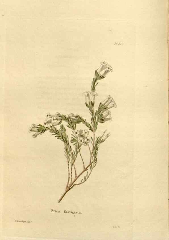 Reproducción/Reproduction 48623706628: The botanical cabinet. London :John & Arthur Arch ...,1817-1833.. 