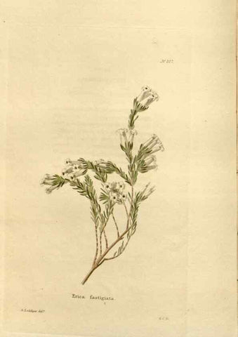 Reproducción/Reproduction 48623706628: The botanical cabinet. London :John & Arthur Arch ...,1817-1833.. 