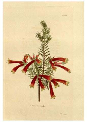 Reproducción/Reproduction 48623707093: The botanical cabinet. London :John & Arthur Arch ...,1817-1833.. 