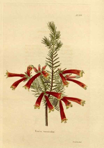 Reproducción/Reproduction 48623707093: The botanical cabinet. London :John & Arthur Arch ...,1817-1833.. 