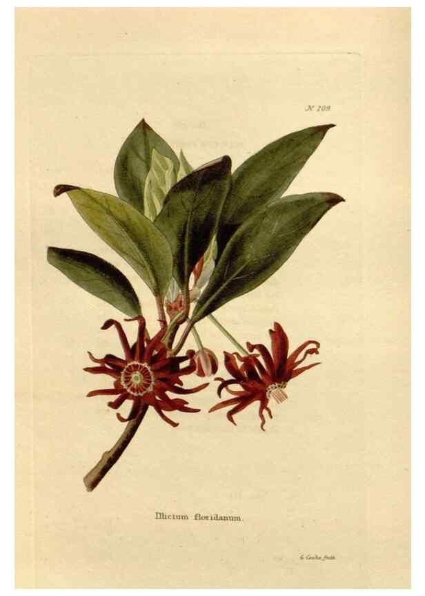 Reproducción/Reproduction 48624059076: The botanical cabinet. London :John & Arthur Arch ...,1817-1833.. 
