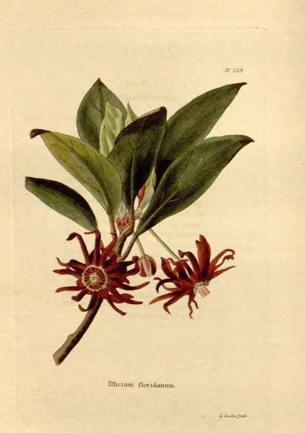 Reproducción/Reproduction 48624059076: The botanical cabinet. London :John & Arthur Arch ...,1817-1833.. 