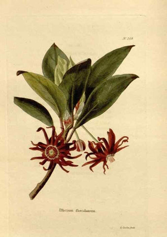 Reproducción/Reproduction 48624059076: The botanical cabinet. London :John & Arthur Arch ...,1817-1833.. 