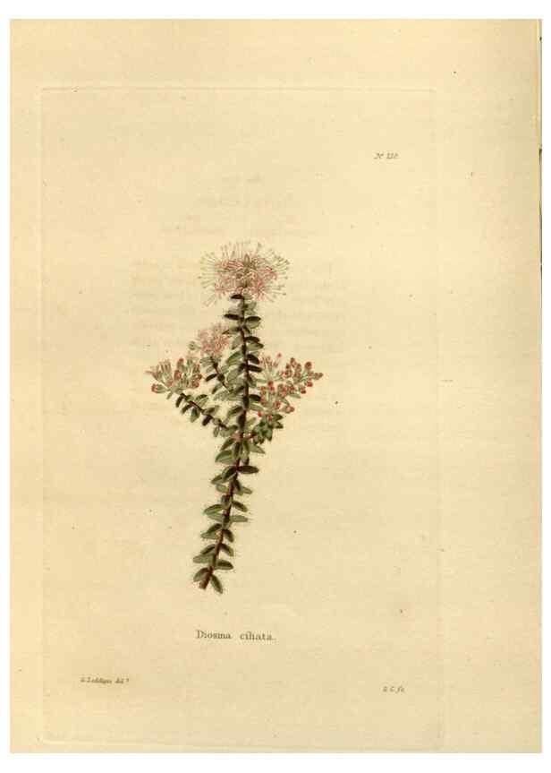 Reproducción/Reproduction 48623707963: The botanical cabinet. London :John & Arthur Arch ...,1817-1833.. 
