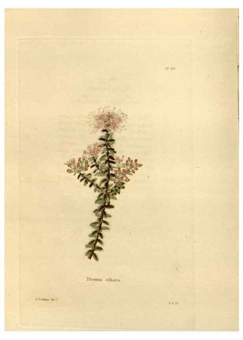 Reproducción/Reproduction 48623707963: The botanical cabinet. London :John & Arthur Arch ...,1817-1833.. 
