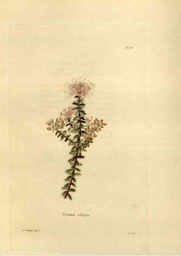 Reproducción/Reproduction 48623707963: The botanical cabinet. London :John & Arthur Arch ...,1817-1833.. 