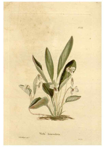 Reproducción/Reproduction 48624059796: The botanical cabinet. London :John & Arthur Arch ...,1817-1833.. 