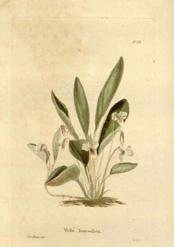 Reproducción/Reproduction 48624059796: The botanical cabinet. London :John & Arthur Arch ...,1817-1833.. 