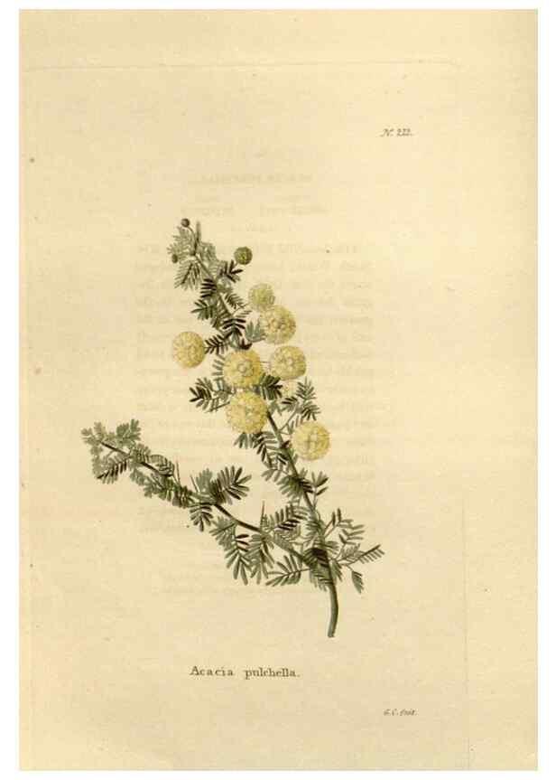 Reproducción/Reproduction 48623708753: The botanical cabinet. London :John & Arthur Arch ...,1817-1833.. 