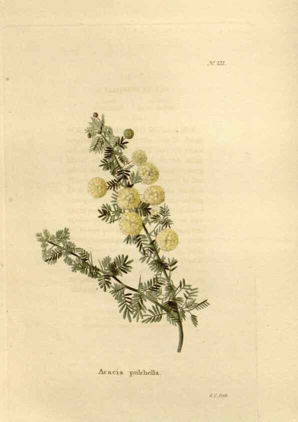 Reproducción/Reproduction 48623708753: The botanical cabinet. London :John & Arthur Arch ...,1817-1833.. 