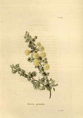 Reproducción/Reproduction 48623708753: The botanical cabinet. London :John & Arthur Arch ...,1817-1833.. 