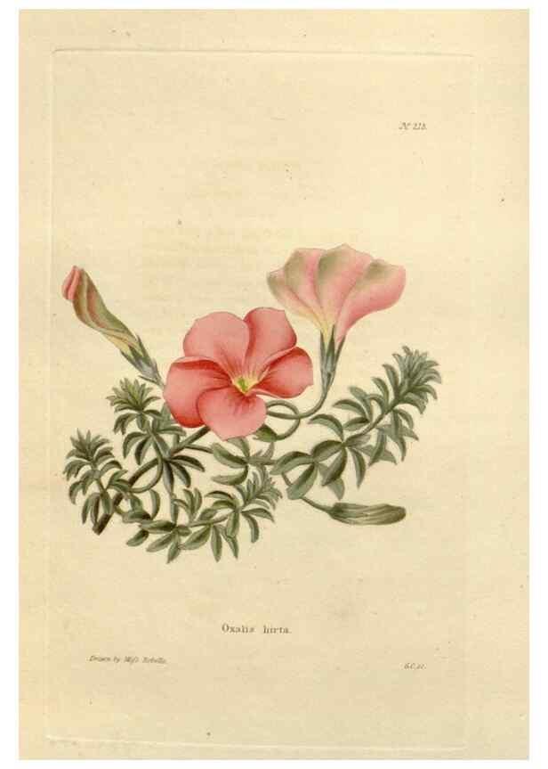 Reproducción/Reproduction 48623709198: The botanical cabinet. London :John & Arthur Arch ...,1817-1833.. 